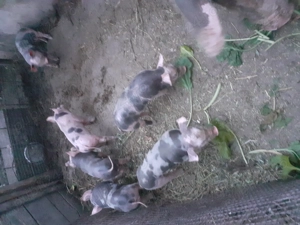 purcei de vanzare,rasa petrain - imagine 3