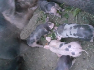 purcei de vanzare,rasa petrain - imagine 2