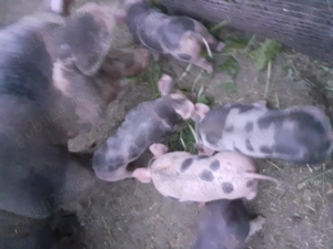 purcei de vanzare,rasa petrain