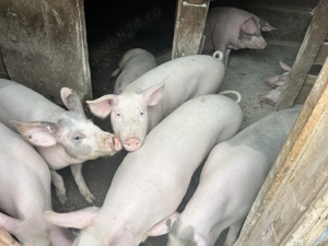 Porci pentru sacrificat  - imagine 2