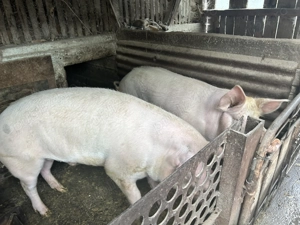 Porci pentru sacrificat 