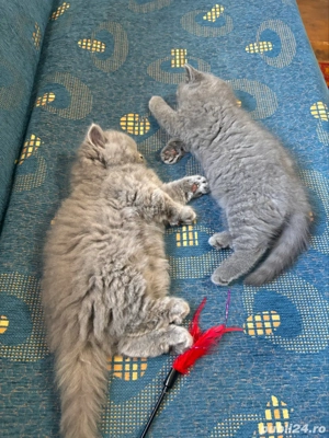 baietel british longhair si fetita shorthair - imagine 5