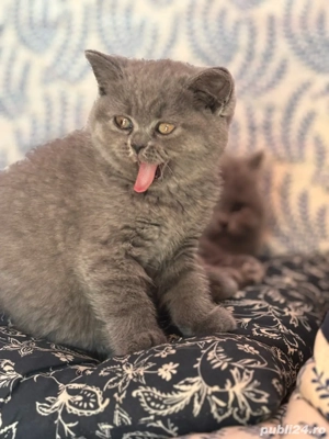 baietel british longhair si fetita shorthair - imagine 4