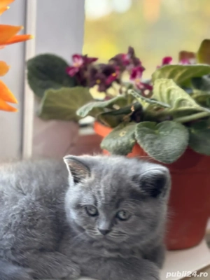 baietel british longhair si fetita shorthair - imagine 3