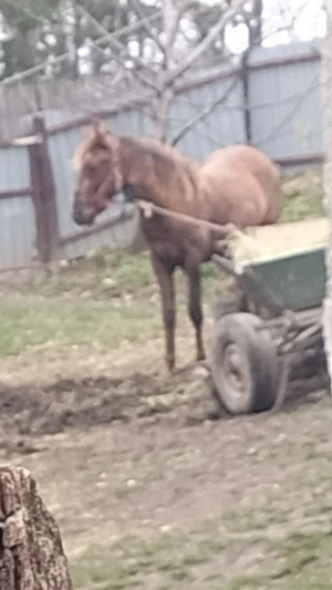 De vânzare.......... - imagine 4