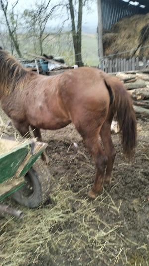 De vânzare.......... - imagine 3