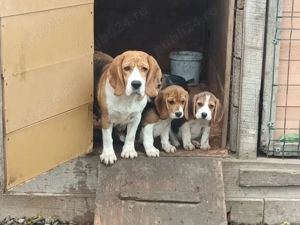 Pui beagle tricolor 9 saptamani 