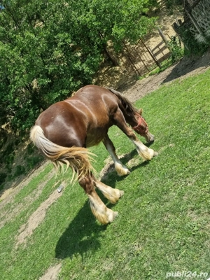 Vând cal ardelenesc ,1 an jumate  - imagine 4
