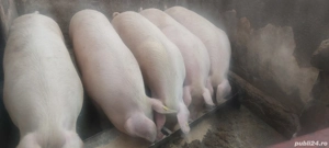 Vând porci  - imagine 2