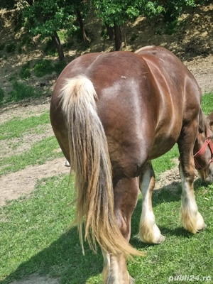 Vând cal ardelenesc ,1 an jumate  - imagine 3