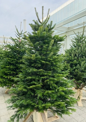 Brazi de Crăciun  - imagine 2