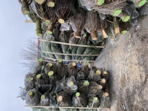 Brazi de Crăciun  - imagine 3