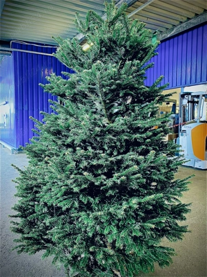 Brazi de Crăciun  - imagine 4