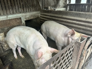 Porci pentru sacrificat  - imagine 3