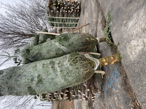 Brazi de Crăciun  - imagine 5