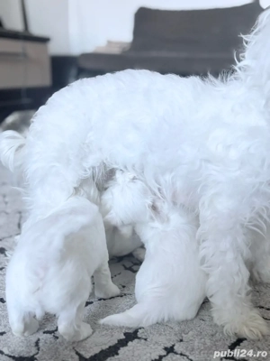  Atenție  Risc major de îndrăgostire la prima vedere    Puiuții mei de își caută o familie iubitoare - imagine 3