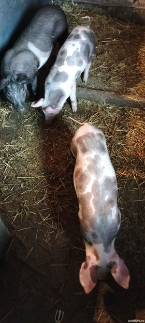 Vand purcei pietrain 