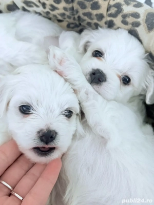  Atenție  Risc major de îndrăgostire la prima vedere    Puiuții mei de își caută o familie iubitoare - imagine 5