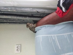 De vanzare shotish fold