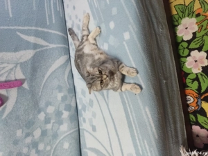 De vanzare shotish fold - imagine 3