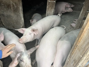 Porci pentru sacrificat  - imagine 4