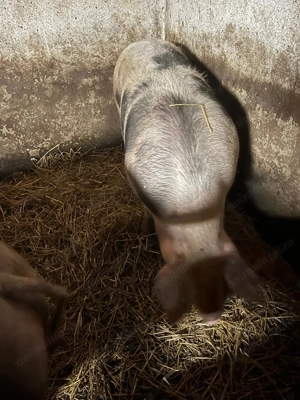 Vând porci mari pt.sacrificat - imagine 4