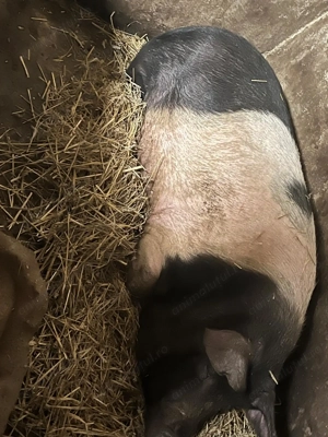 Vând porci mari pt.sacrificat