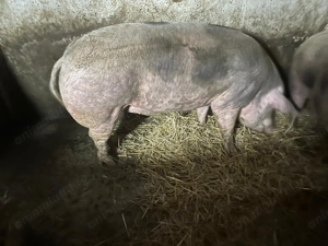 Vând porci mari pt.sacrificat - imagine 5