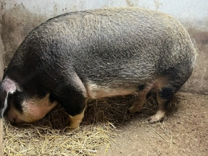 Vând porci mari pt.sacrificat - imagine 3