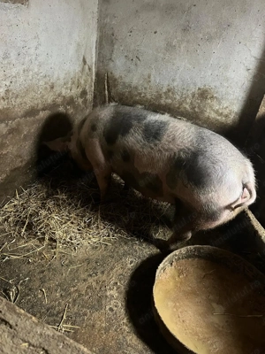 Vând porci mari pt.sacrificat - imagine 2