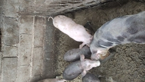 vând pureci rasa petriean cu landras cu greutate 30kg 40 - imagine 3