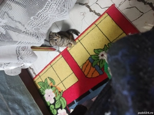 De vanzare shotish fold - imagine 5