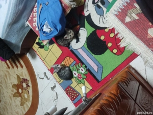 De vanzare shotish fold - imagine 4