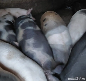 Vand porci de curte crescuti cu furaje proprii - imagine 2