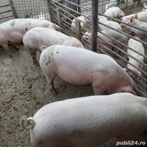 Vand porci de curte crescuti cu furaje proprii - imagine 4