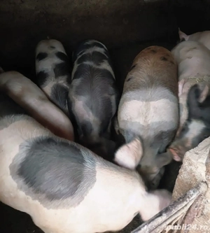 Vand porci de curte crescuti cu furaje proprii - imagine 3