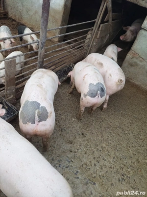 Vand porci de curte crescuti cu furaje proprii - imagine 5