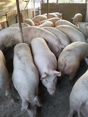 V nd porc pentru sacrificat!!!