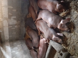 Porci duroc