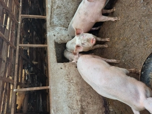  Vând porci 17 lei kg