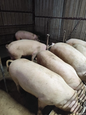 vand porci de țară 