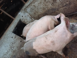  Vând porci 17 lei kg - imagine 5