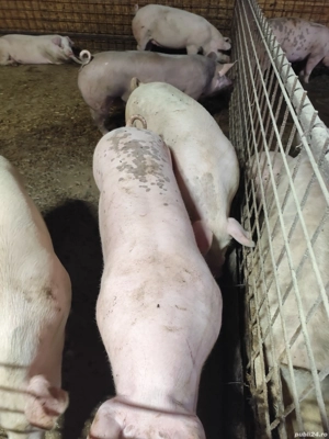 vand porci de țară  - imagine 3