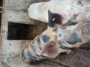  Vând porci 17 lei kg - imagine 4