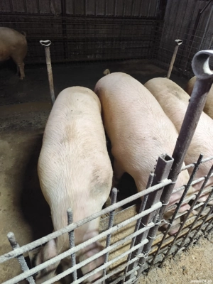 vand porci de țară  - imagine 2