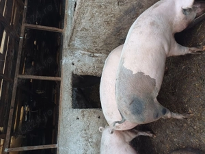  Vând porci 17 lei kg - imagine 2