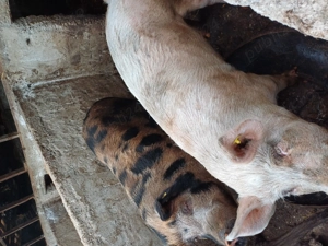  Vând porci 17 lei kg - imagine 3