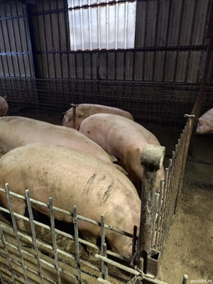 vand porci de țară  - imagine 5