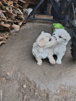 Căței bichonii - imagine 3