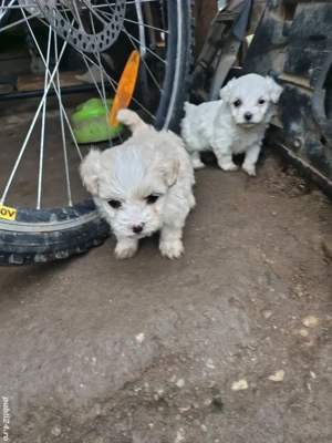 Căței bichonii - imagine 4